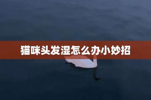 猫咪头发湿怎么办小妙招