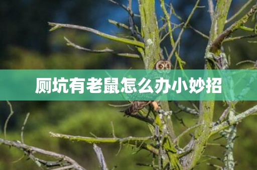 厕坑有老鼠怎么办小妙招
