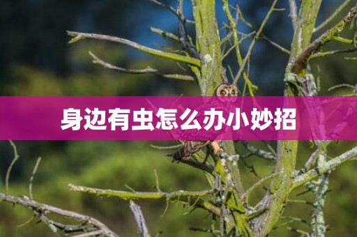 身边有虫怎么办小妙招