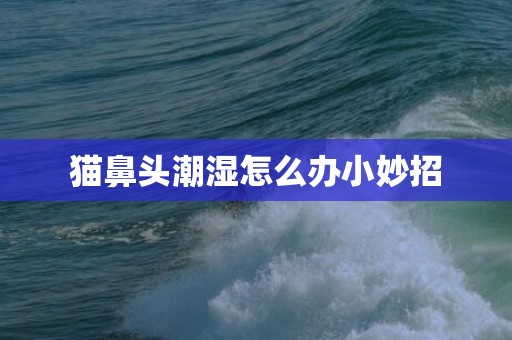 猫鼻头潮湿怎么办小妙招