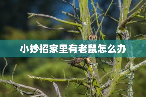 小妙招家里有老鼠怎么办