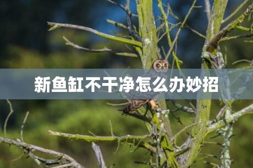 新鱼缸不干净怎么办妙招