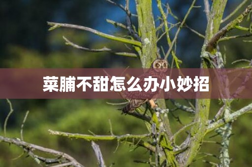菜脯不甜怎么办小妙招