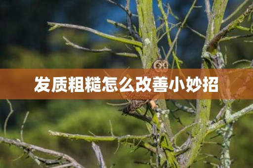 发质粗糙怎么改善小妙招