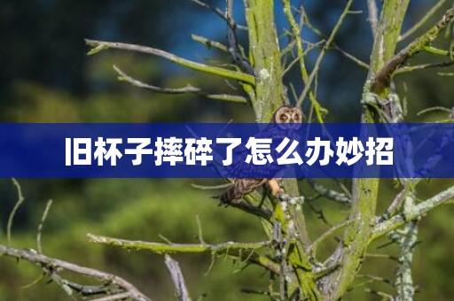 旧杯子摔碎了怎么办妙招