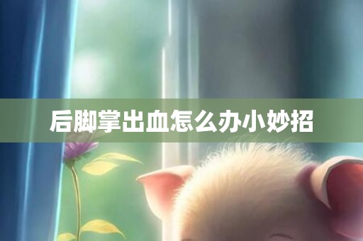 后脚掌出血怎么办小妙招