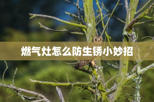 燃气灶怎么防生锈小妙招
