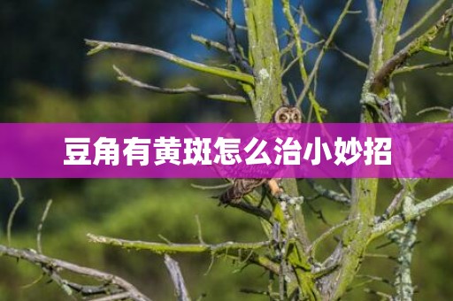 豆角有黄斑怎么治小妙招