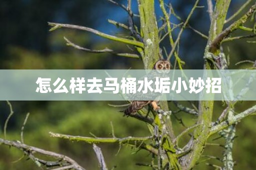 怎么样去马桶水垢小妙招