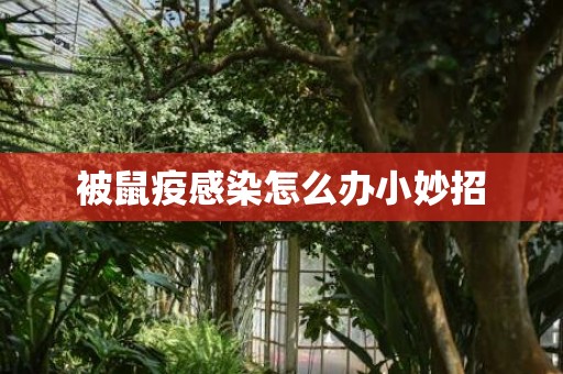 被鼠疫感染怎么办小妙招