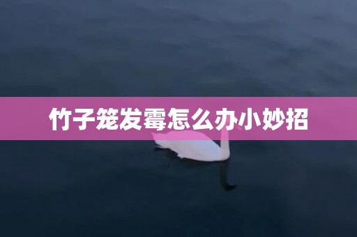 竹子笼发霉怎么办小妙招