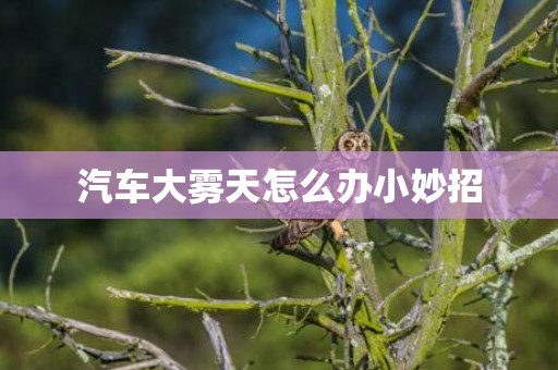 汽车大雾天怎么办小妙招