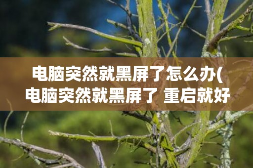 电脑突然就黑屏了怎么办(电脑突然就黑屏了 重启就好了)