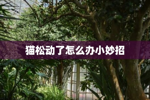猫松动了怎么办小妙招