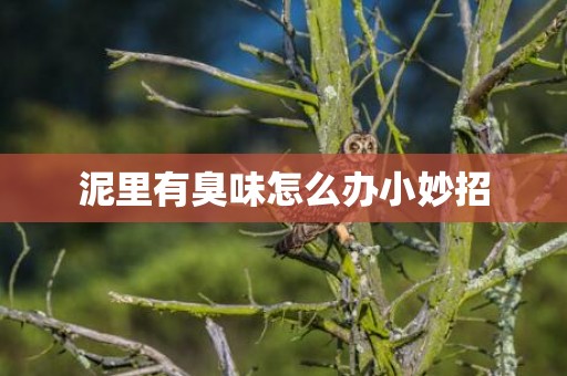 泥里有臭味怎么办小妙招