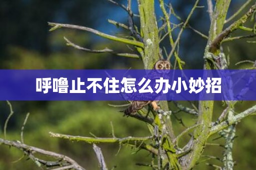 呼噜止不住怎么办小妙招
