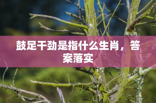 鼓足干劲是指什么生肖，答案落实