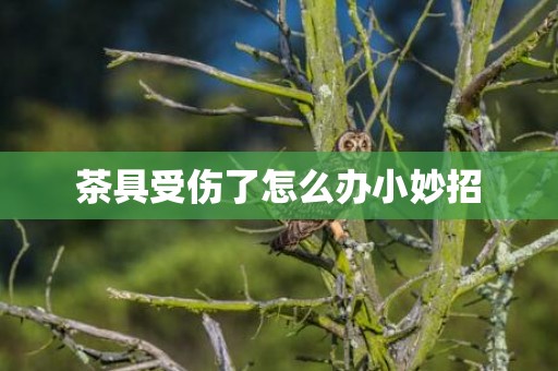 茶具受伤了怎么办小妙招