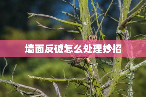 墙面反碱怎么处理妙招