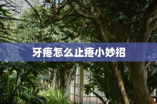 牙疼怎么止疼小妙招