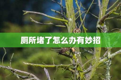 厕所堵了怎么办有妙招