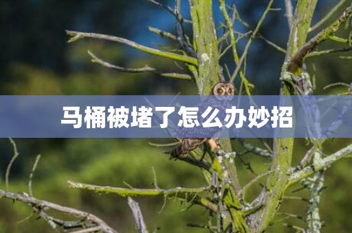 马桶被堵了怎么办妙招