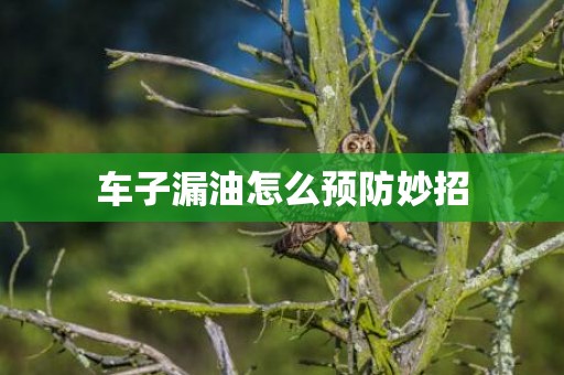 车子漏油怎么预防妙招