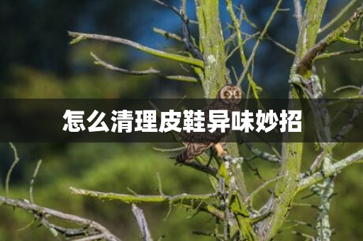 怎么清理皮鞋异味妙招
