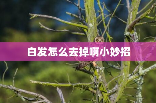 白发怎么去掉啊小妙招