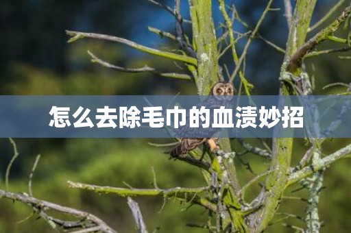 怎么去除毛巾的血渍妙招