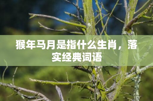 猴年马月是指什么生肖，落实经典词语