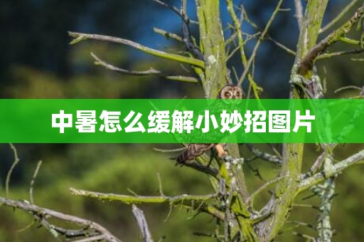 中暑怎么缓解小妙招图片