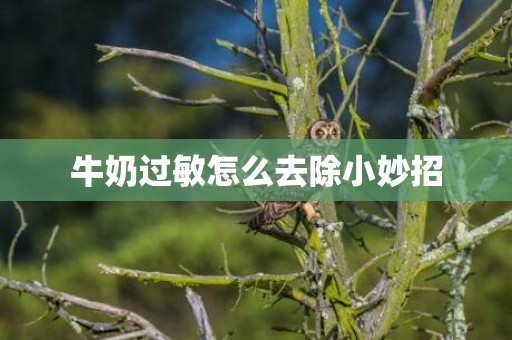牛奶过敏怎么去除小妙招