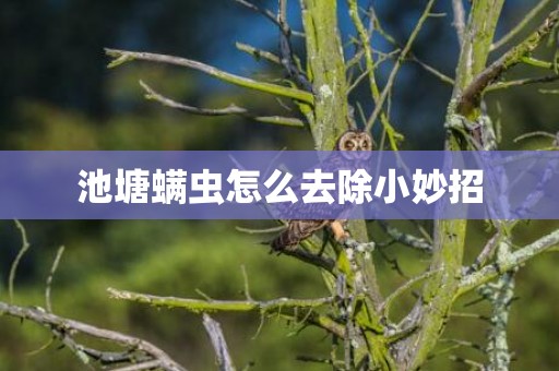池塘螨虫怎么去除小妙招