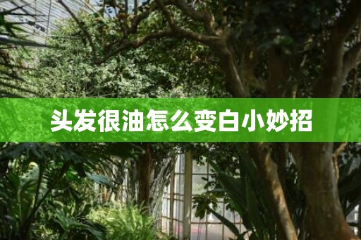 头发很油怎么变白小妙招