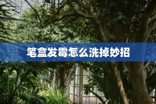 笔盒发霉怎么洗掉妙招