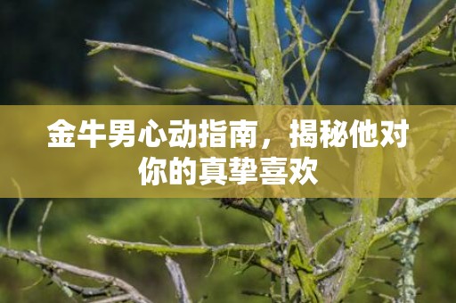 金牛男心动指南，揭秘他对你的真挚喜欢