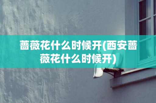 蔷薇花什么时候开(西安蔷薇花什么时候开)