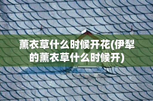 薰衣草什么时候开花(伊犁的薰衣草什么时候开)