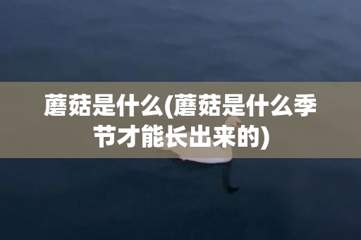 蘑菇是什么(蘑菇是什么季节才能长出来的)