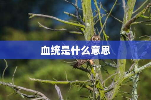 血统是什么意思