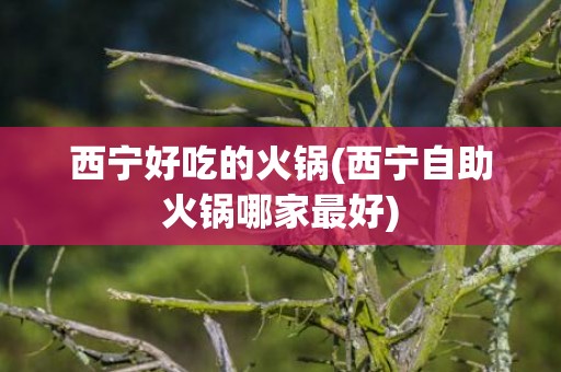 西宁好吃的火锅(西宁自助火锅哪家最好)