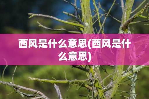 西风是什么意思(西风是什么意思)