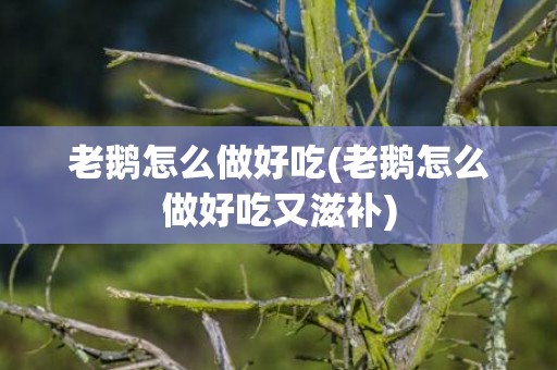 老鹅怎么做好吃(老鹅怎么做好吃又滋补)