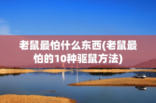 老鼠最怕什么东西(老鼠最怕的10种驱鼠方法)