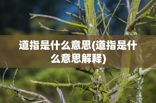 道指是什么意思(道指是什么意思解释)