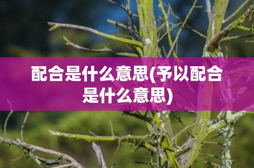 配合是什么意思(予以配合是什么意思)