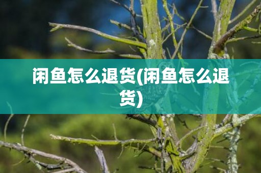 闲鱼怎么退货(闲鱼怎么退货)