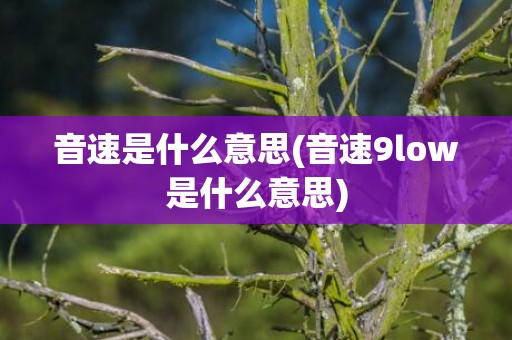 音速是什么意思(音速9low是什么意思)