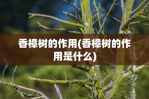 香樟树的作用(香樟树的作用是什么)